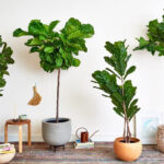 Cây bàng Singapore