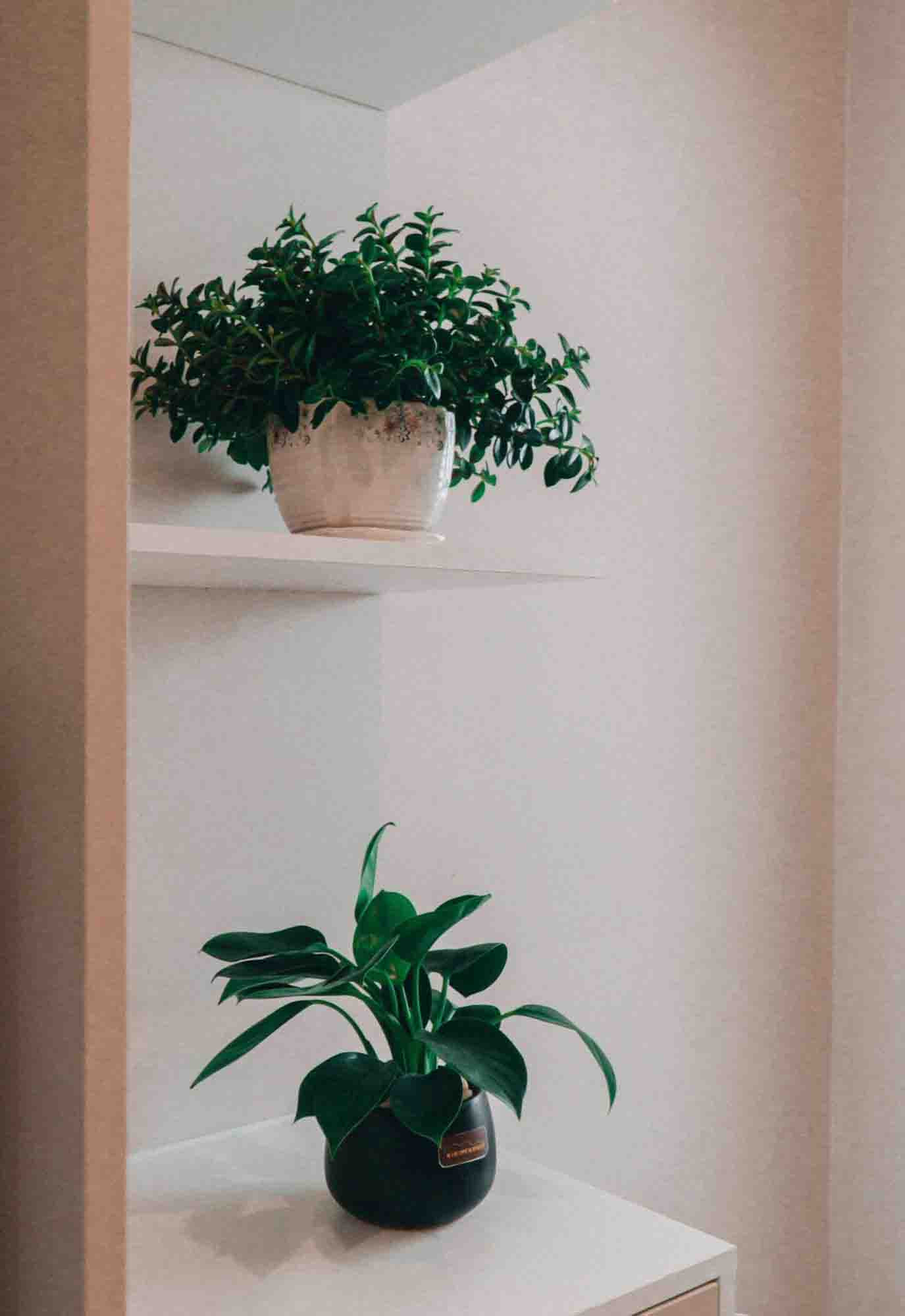 Cây xanh mang thiên nhiên vào không gian sống