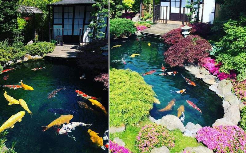 thiết kế sân vườn nhà phố kết hợp hồ cá Koi