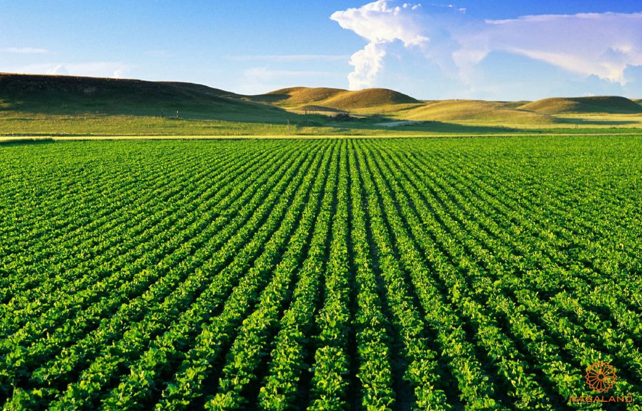 Đất rẫy là gì? Tất tần tận quy định và kinh nghiệm mua bán đất rẫy Đồng Nai