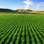 Đất rẫy là gì? Tất tần tận quy định và kinh nghiệm mua bán đất rẫy Đồng Nai