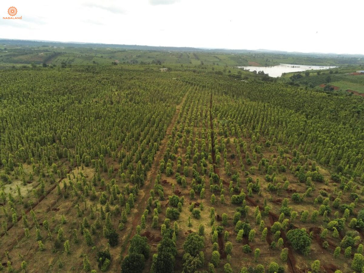 Đất sào đang trồng cây lâu năm