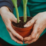 Đất trồng là gì? Đặc điểm và phân loại chúng như thế nào?