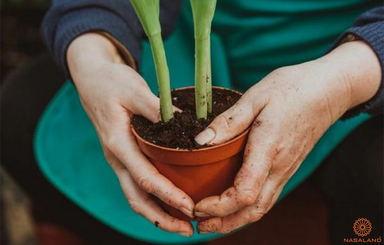 Đất trồng là gì? Đặc điểm và phân loại chúng như thế nào?