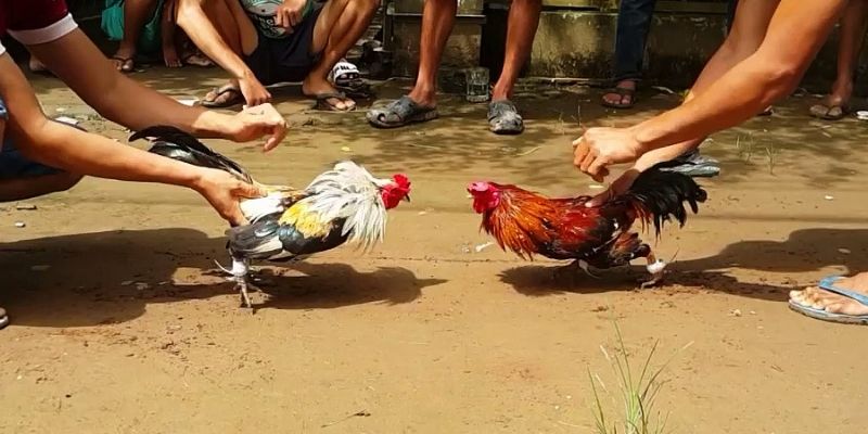 Đá gà cựa dao | Sàn chiến kê kịch tính gay cấn tại XO88