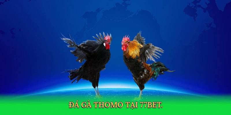 Đá Gà Thomo: Cá Cược Kịch Tính Cùng 77bet