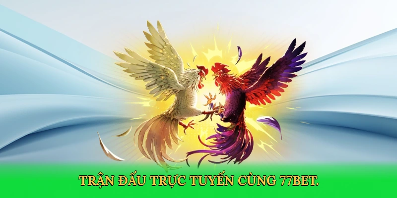 Đá Gà Thomo: Cá Cược Kịch Tính Cùng 77bet